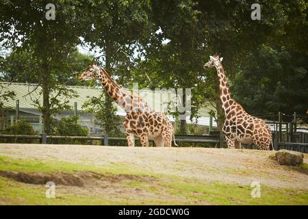 Giraffe herd, famiglia che si erge insieme sullo zoo in una calda giornata estiva Foto Stock
