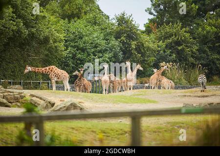 Giraffe herd, famiglia che si erge insieme sullo zoo in una calda giornata estiva Foto Stock