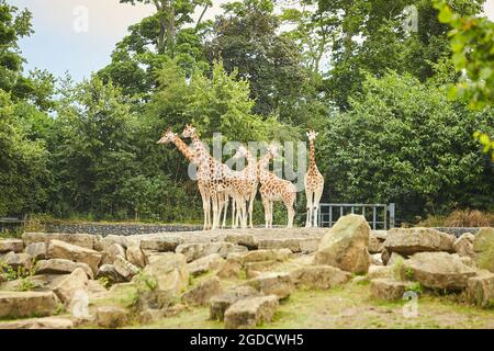Giraffe herd, famiglia che si erge insieme sullo zoo in una calda giornata estiva Foto Stock
