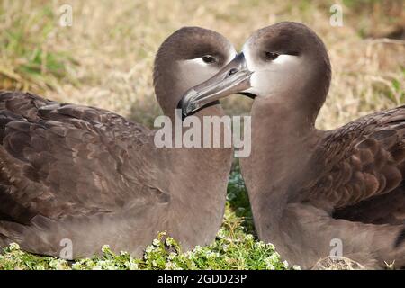 Courting Black-footed Albatross coppia con testa insieme sul Midway Atoll nel nord Pacifico (Phoebastria nigripes) Foto Stock