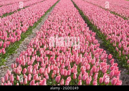 File di tulipani rosa che crescono in un'azienda agricola olandese fiorita in primavera, nella provincia dell'Olanda meridionale, nei Paesi Bassi Foto Stock