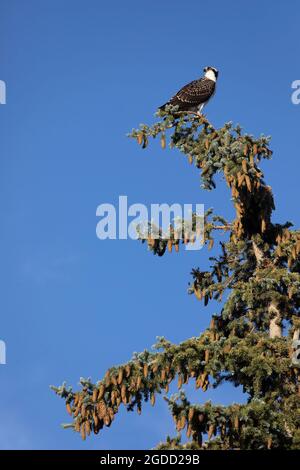 Giovane falco di falco arroccato in abete rosso Foto Stock