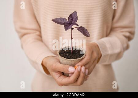 Donna che tiene piantina in vaso di torba su sfondo chiaro, primo piano Foto Stock