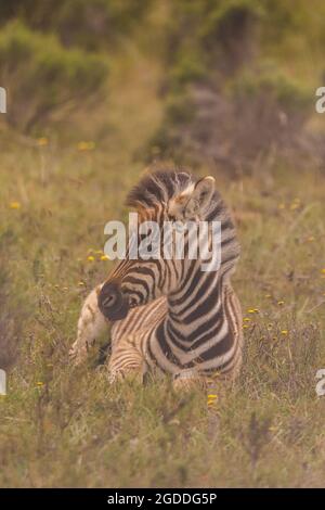 Zebra seduta in un campo in Sud Africa. Foto Stock