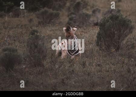 Zebra seduta in un campo in Sud Africa. Foto Stock