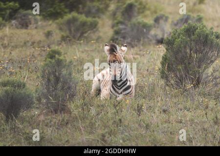 Zebra seduta in un campo in Sud Africa. Foto Stock