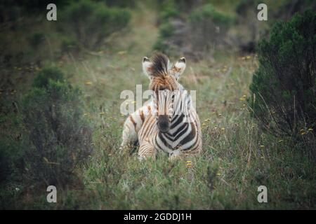 Zebra seduta in un campo in Sud Africa. Foto Stock