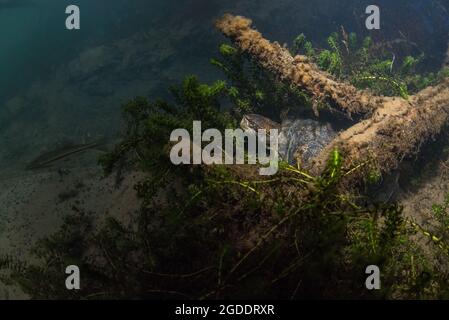 Actinemys marmorata - una tartaruga di stagno del nord-ovest, nuota sott'acqua in un fiume limpido della California. Questa specie di tartaruga nativa è considerata minacciata. Foto Stock