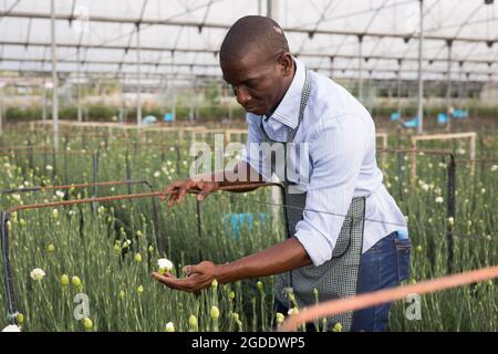 Ritratto di giardiniere di giovane uomo che lavora con fiori di garofano Foto Stock