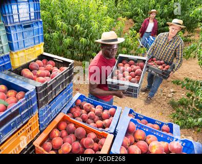 La squadra di contadini impila scatole di pesche mature nel giardino estivo Foto Stock