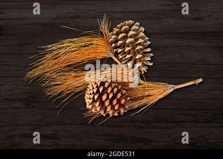 Coni di pino abete e un ramo di aghi di pino secco su uno sfondo di legno scuro. Foto Stock