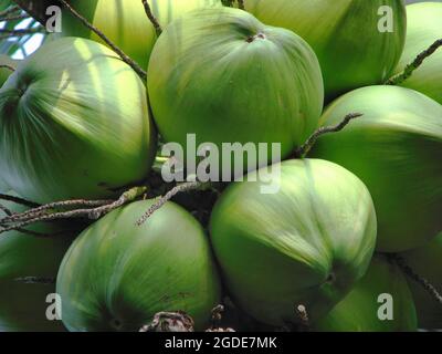 Primo piano fresco tropicale giovane noci di cocco verde sugli alberi Foto Stock