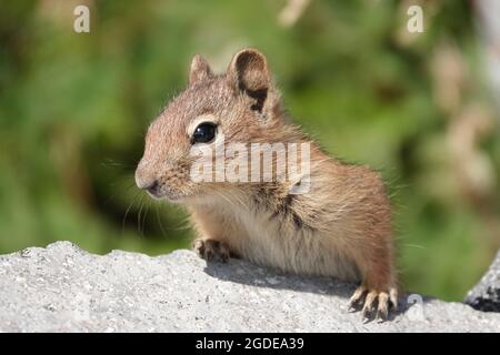 Giovane scoiattolo di terra a cascata dorata (Spermophilus saturatus) nel Parco Nazionale del Monte Rainier Foto Stock