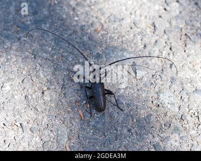 Monochamus scutellatus - beetle di sawyer con macchie bianche - lunghezza di circa 5cm pollici escluse le antenne Foto Stock