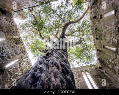 Killarney, Irlanda - 10 luglio 2021: L'albero di Yew che cresce nell'abbazia di Muckross a Killarney. Foto Stock