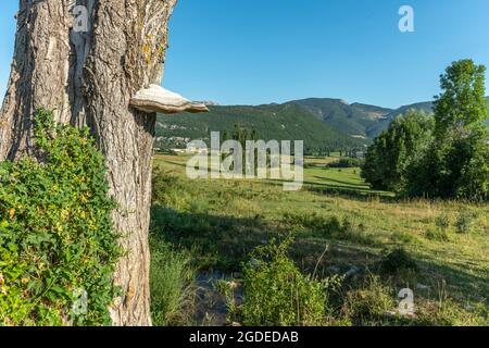 Fungo sul tronco di un pioppo in un paesaggio naturale di Drôme Provençale. Francia. Foto Stock