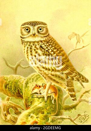 John Gerrard Keulemans illustrazione di gufo vintage dalle figure colorate degli uccelli delle isole britanniche - gufo piccolo - noctua di Athene Foto Stock