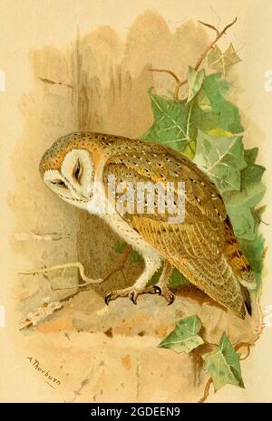 Vintage Barn Owl illustrazione di Archibald Thorburn (Strix flammea) figure colorate degli uccelli delle isole britanniche. Foto Stock