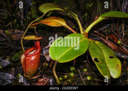 Pianta carnivora con caraffa rossa (Nepenthes villosa), Sabah, Borneo Foto Stock