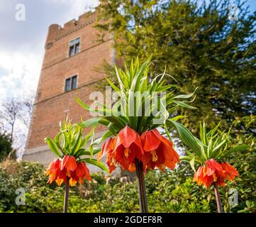 La Fritillaria imperialis o la corona imperiale o imperiale fritillaria o la corona di Kaiser è una specie di pianta fiorente della famiglia delle Giglio Liliaceae Foto Stock