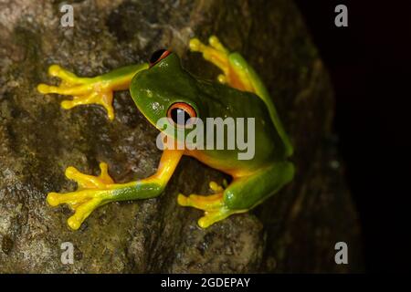 Rana di alberi dalle cosce arancioni (Litoria xanthomera). Kuranda, Queensland, Australia Foto Stock