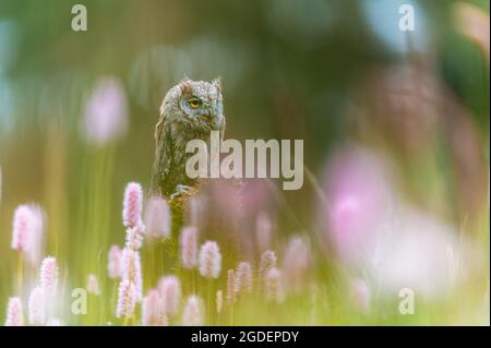 Un gufo eurasiatico molto raro (Otus Scops) seduto su un tronco di albero in un prato fiorito. Bella bokeh verde, profondità di campo poco profonda. Foto Stock