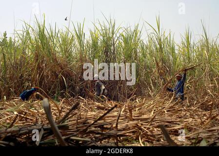 Lavoratori che raccolgono la canna da zucchero in un'area di piantagione, che è riuscita a fornire la linea di produzione del Tasikmadu Sugar Mill a Karanganyar, Giava Centrale, Indonesia. Foto Stock