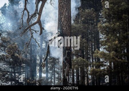 San Luca, Italia. 10 agosto 2021. Gli alberi bruciati dal fuoco selvatico.gli incendi boschivi stanno devastando le foreste del Parco Nazionale Aspromonte in Calabria per più di una settimana. Per la protezione della zona e degli alberi, il parco è stato recentemente incluso nella lista del patrimonio naturale dell'UNESCO, un'unità mobile della protezione civile lombarda è stata dispiegata nella zona di San Luca, dal 10 agosto, per aiutare la Calabria Verde (agenzia ambientale regionale) e altre forze per combattere gli incendi. Credit: SOPA Images Limited/Alamy Live News Foto Stock