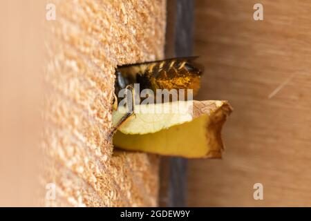 Patchwork foglia di ape (Megachile centuncularis) entrando nel suo buco nido in un hotel di api che porta una sezione di foglia, Hampshire, Inghilterra, Regno Unito Foto Stock