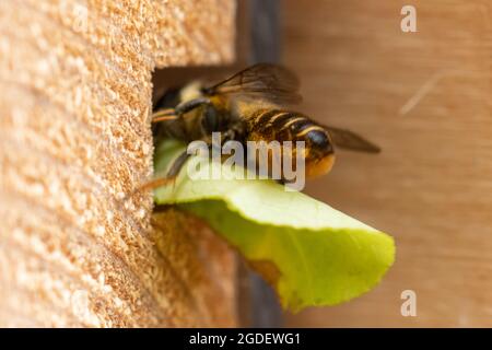 Patchwork foglia di ape (Megachile centuncularis) entrando nel suo buco nido in un hotel di api che porta una sezione di foglia, Hampshire, Inghilterra, Regno Unito Foto Stock