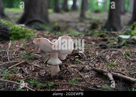 Funghi commestibili Amanita rubbescens in foresta di abete rosso. Conosciuto come blusher. Funghi selvatici che crescono negli aghi, alberi di abete rosso sullo sfondo. Foto Stock