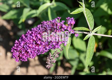 Buddleja davidii Nanho Viola (varietà buddleia), conosciuta come una farfalla cespuglio, in fiore durante agosto o estate, Regno Unito Foto Stock