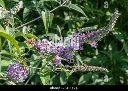 Buddleja davidii Lilac Moon (varietà buddleia), conosciuta come una farfalla cespuglio, in fiore durante agosto o estate, Regno Unito Foto Stock
