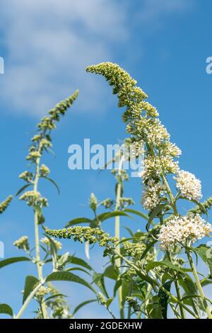 Buddleja davidii la profusione bianca (varietà buddleia), conosciuta come un cespuglio di farfalle, in fiore durante agosto o estate, Regno Unito Foto Stock