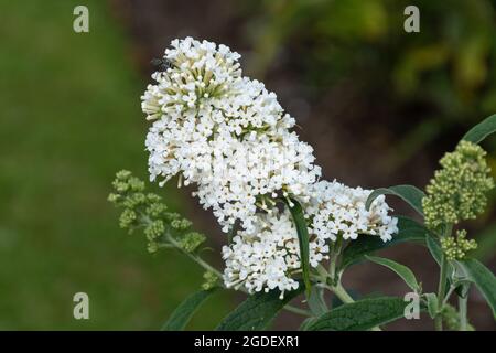 Buddleja davidii Pace (varietà buddleia), conosciuta come una farfalla cespuglio, in fiore durante agosto o estate, Regno Unito Foto Stock