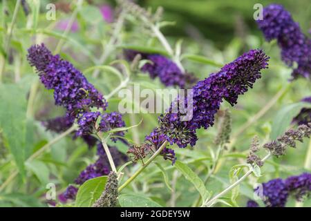 Il Cavaliere Nero buddleja davidii (varietà buddleia), conosciuto come un cespuglio di farfalla, in fiore durante agosto o estate, Regno Unito Foto Stock