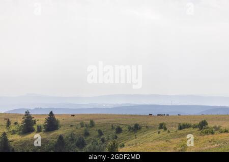 Feldberg, Germania. 13 Agosto 2021. Le mucche si trovano in un pascolo vicino alla cima del Feldberg. La Foresta Nera è ancora una delle destinazioni turistiche più famose dell'entroterra. Credit: Philippe von Ditfurth/dpa/Alamy Live News Foto Stock