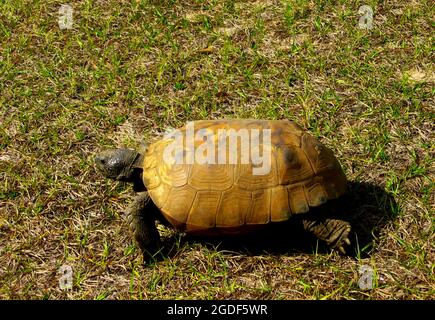 Lenta a piedi Florida gopher tartaruga in erba Foto Stock