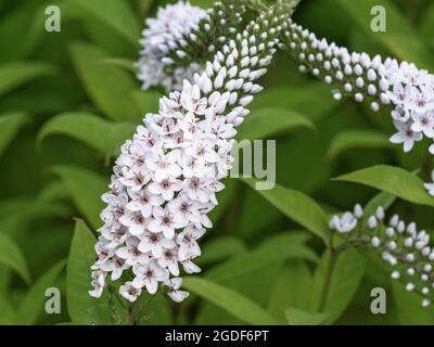 Closeup di chiodi di fiori bianchi di loosewlife collo d'oca Foto Stock