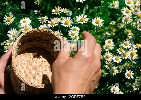 Uomo che raccoglie teste di fiore di camomilla sul prato. Foto Stock