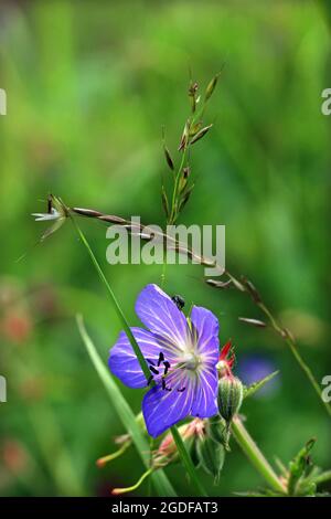 Meadow Cranesbill (Geranium Pratense). Un'unica fioritura si trova sotto un gambo erboso, su uno sfondo di prati verdi. Spazio didascalia nella parte superiore dell'immagine. Foto Stock