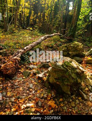 All'interno delle antiche rovine storiche di Scharfeneck nella foresta. Natura all'interno delle rovine. Castello abbandonato con foresta vuota con travi a vista in Austria. Foto Stock