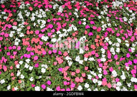 Rosa e bianco graziosi petunia fiori e piante che crescono nel sole estivo. Foto Stock