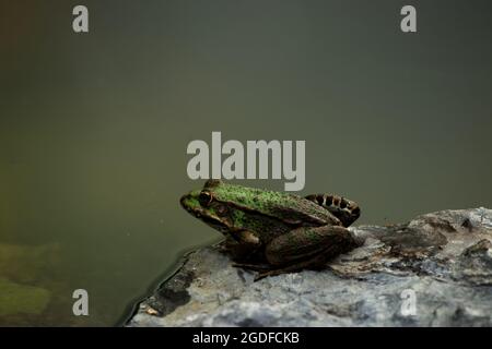 Primo piano fotografia di rana marrone e verde rilassante su una roccia accanto allo stagno Foto Stock