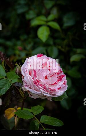 Rosa Scentimental Floribunda Rosa che cresce in un giardino. Foto Stock