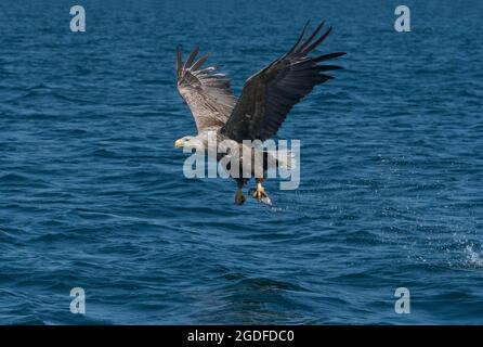 Aquila dalla coda bianca, Haliaetus albicilla, pesca, Isola di Mull, Scozia, REGNO UNITO Foto Stock