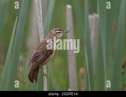 Sedge Warbler, Acrocephalus schoenobaenus, seduto su uno stelo di canna, con insetti nel disegno di legge, vista laterale, Scozia Regno Unito Foto Stock