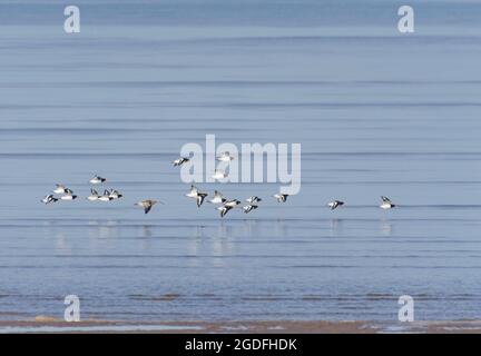 Curlew, Numenius arquata, in volo con gregge di Oystercatchers eurasiatici, Haematopus ostralegus, oltre le acque ferme, Morecambe Bay, Lancashire, REGNO UNITO Foto Stock