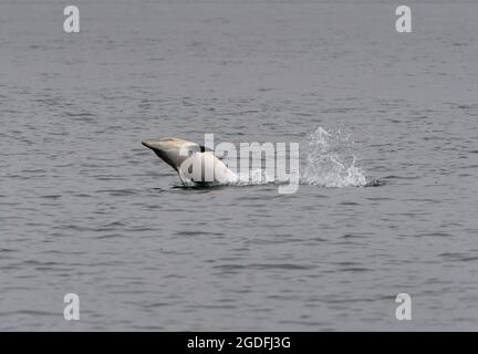 Delfino comune, Delfinus delphis, Sound of Mull, Inner Hebrides, Scozia Foto Stock
