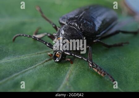 Primo piano di Pionus coriarius femminile una specie di scarabeo di longhorn noto anche come il conciatore o il sawyer Foto Stock